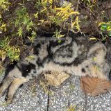 Photo de chat trouvé à Villeurbanne