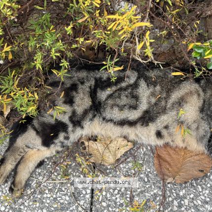 Photo 1/1 Chat trouvé Trouvé à Villeurbanne