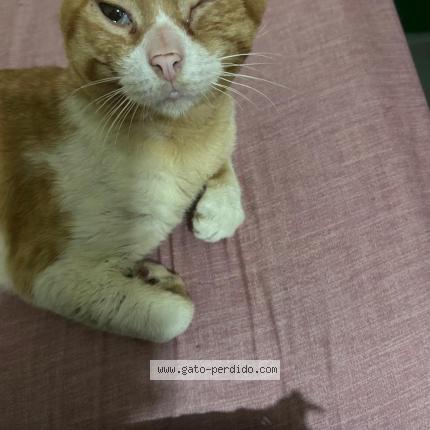 Photo 1/1 Milo Chat perdu à Ciudad de panama