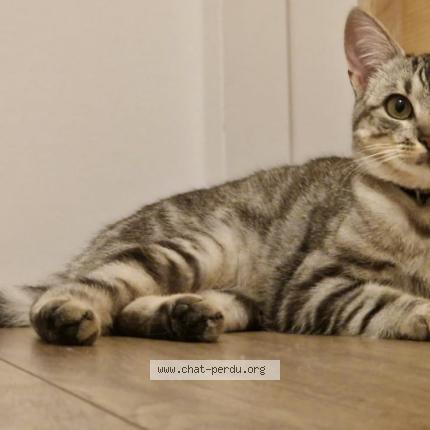 Photo 1/1 Tokyo Chat perdu à Pleslin trigavou