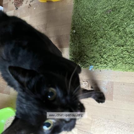 Photo 1/1 Chat trouvé Trouvé à Pierre de bresse