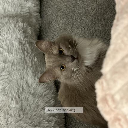 Photo 1/1 Maui Chat perdu à Edmond