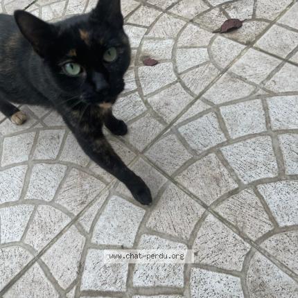 Photo 1/1 Chat retrouvé Trouvé à Vitry