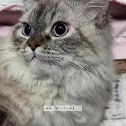 Photo 1/1 Kuro Chat perdu à Jaipur