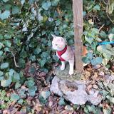 Photo de chat perdu à Bras