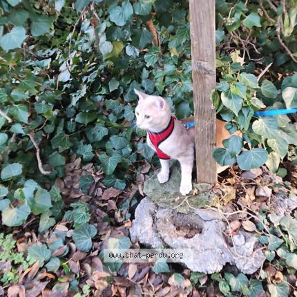 Photo 1/3 Fripouille Chat perdu à Bras