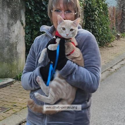 Photo 2/3 Fripouille Chat perdu à Bras