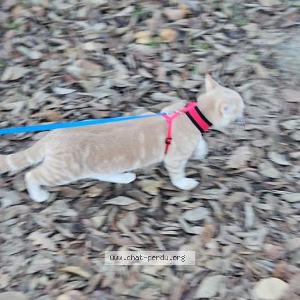 Photo 3/3 Fripouille Chat perdu à Bras