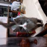 Photo de chat trouvé à Emanville