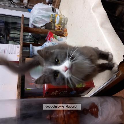 Photo 1/1 Chat trouvé Trouvé à Emanville
