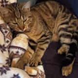 Photo de chat trouvé à Spay