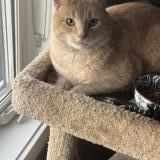 Photo de chat trouvé à Edmonton