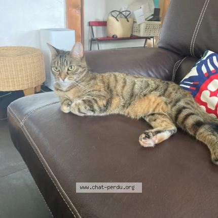 Photo 1/1 Chat retrouvé Perdu à Lille