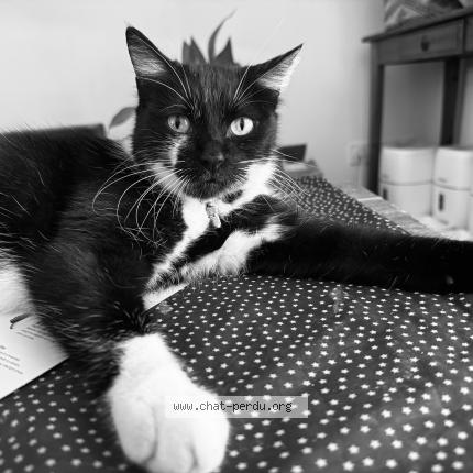 Photo de chat perdu à Bellefont La Rauze