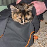 Photo de chat trouvé à Francheleins