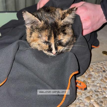 Photo 1/1 Chat trouvé Trouvé à Francheleins