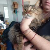 Photo de chat trouvé à Toulouse