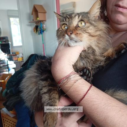 Photo 1/1 Chat retrouvé Trouvé à Toulouse
