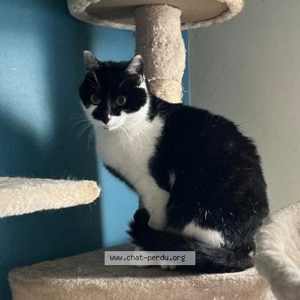 Photo 1/1 Chat retrouvé Perdu à Villers les nancy