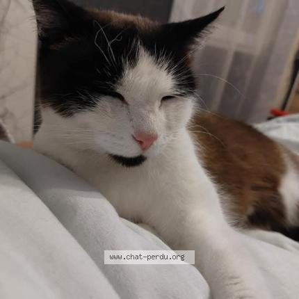 Photo 1/1 Minoucha Chat perdu à La creche