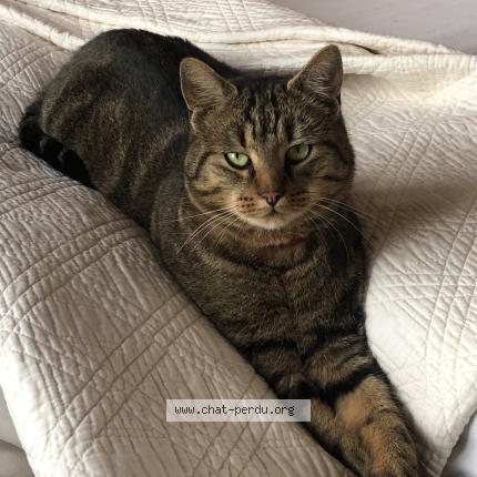 Photo 1/1 pirate Chat perdu à Valenciennes