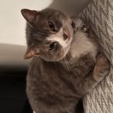 Photo de chat perdu à Ludwigshafen Am Rhein