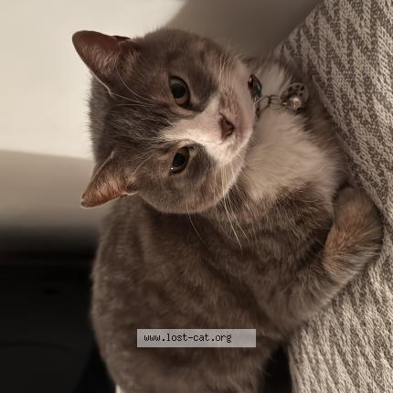 Photo 1/1 Maviş Chat perdu à Ludwigshafen am rhein