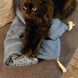 Photo de chat perdu à St Hilaire Les Places