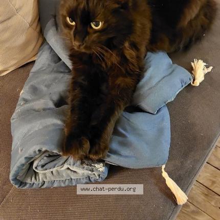 Photo 1/1 Amset Chat perdu à St hilaire les places