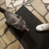 Photo de chat trouvé à Tourcoing