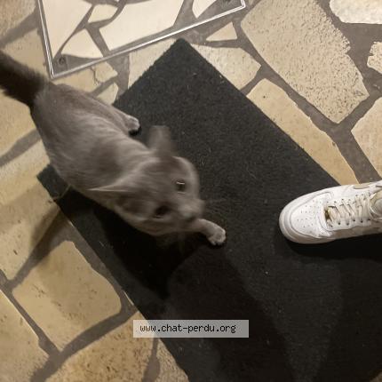 Photo 1/1 Chat retrouvé Trouvé à Tourcoing