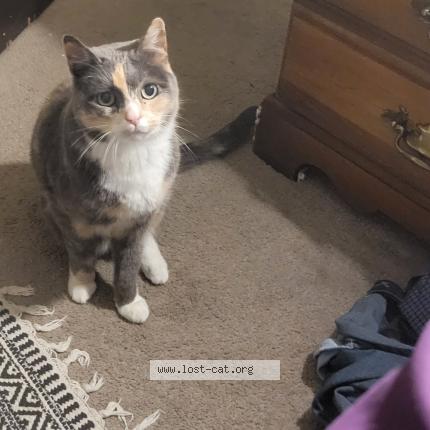 Photo 1/1 Lue Chat perdu à Federal way