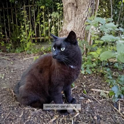 Photo 1/1 Babou Chat perdu à La ferte sous jouarre
