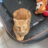 Photo de chat perdu à Amiens