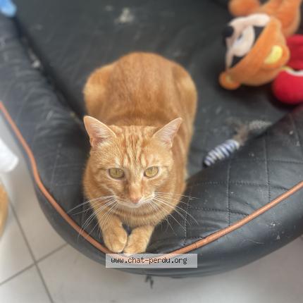 Photo 1/1 Eden Chat perdu à Amiens