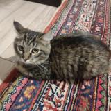 Photo de chat trouvé à Lille