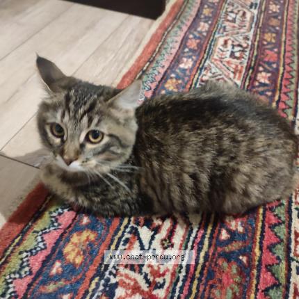 Photo 1/1 Chat trouvé Trouvé à Lille