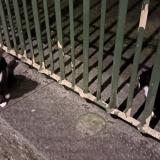 Photo de chat trouvé à Brussels