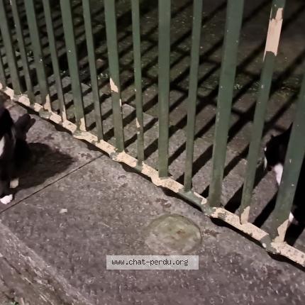 Photo 1/1 Chat trouvé Trouvé à Brussels