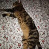 Photo de chat perdu à Livry Gargan