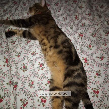 Photo 1/4 Boby Chat perdu à Livry gargan