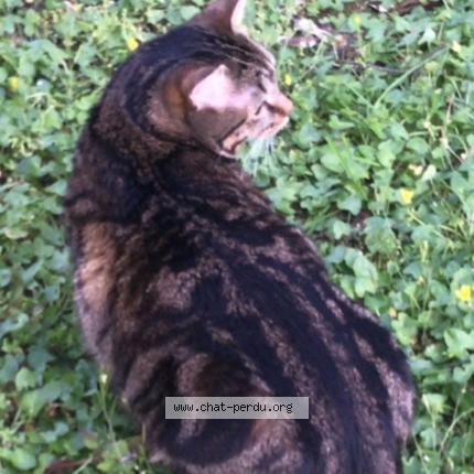 Photo 2/4 Boby Chat perdu à Livry gargan