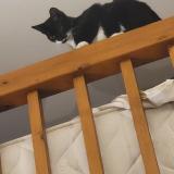 Photo de chat perdu à Lourdes