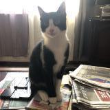 Photo de chat perdu à Dompierre Sur Besbre