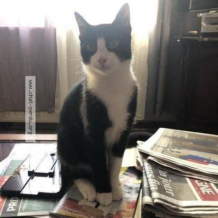 Photo 1/1 Felix Chat perdu à Dompierre sur besbre