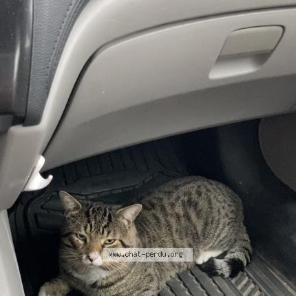 Photo 1/1 Recep Chat perdu à Laval