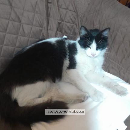 Photo 1/1 Chat trouvé Trouvé à Lima