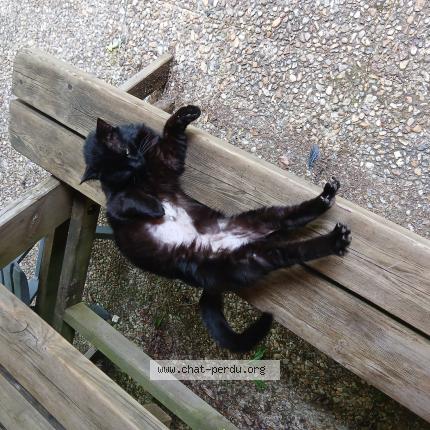 Photo 1/1 Matou Chat perdu à Carlux