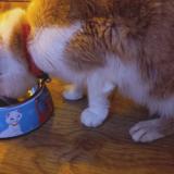 Photo de chat trouvé à 44300 Nantes