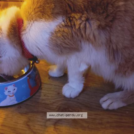 Photo 1/1 Chat trouvé Trouvé à 44300 nantes